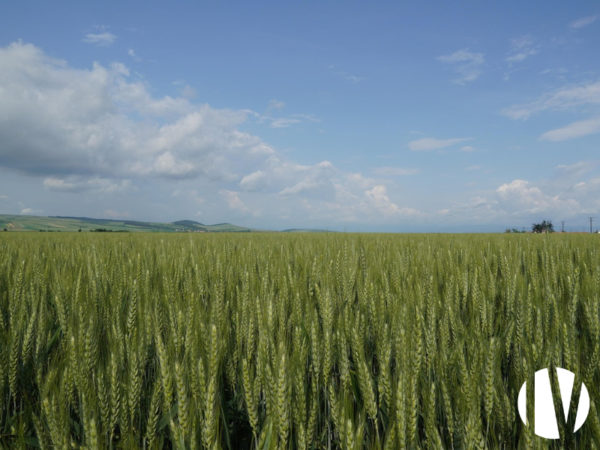 NORTH AQUITAINE – 350 hectares of agricultural land for investors, with a tenant farmer in place