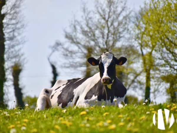 Pays de la Loire – Très belle exploitation laitière avec plus de 1 000 000 litres et 150 hectares