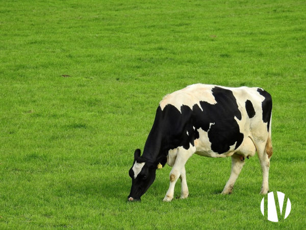 BRETAGNE – Exploitation Laitière Performante dans un secteur à fort potentiel.