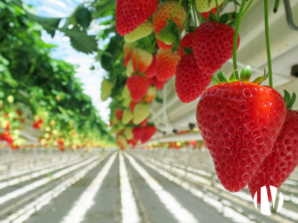 FINISTÈRE – Aardbeienteelt in kassen