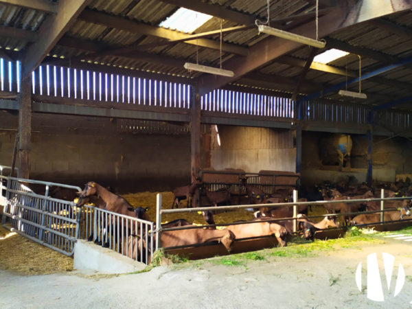 DEUX SEVRES – Domaine agricole à vocation élevage et potentiel agrotourisme