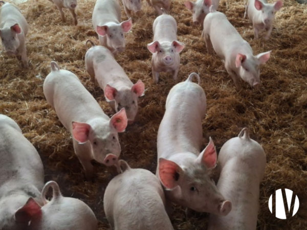 CALVADOS – Production porcine dans le Bessin sur environ 60 hectares, proximité secteur touristique