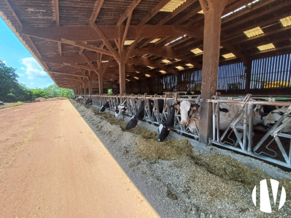 VENDU EN 2026 – Lait et cultures dans l&rsquo;Ouest du Calvados