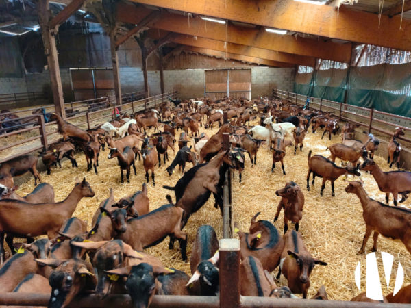 Indre-et-Loire : Production atypique d&rsquo;élevage de chevrettes !