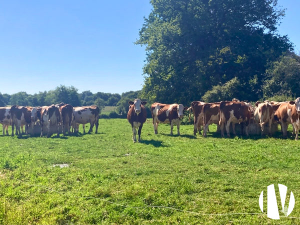 West of France, efficient dairy farm with processing on 100 hectares of land.
