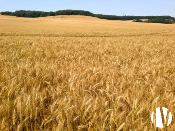 VENDÉE. Mixed crop and livestock farm covering 70 hectares