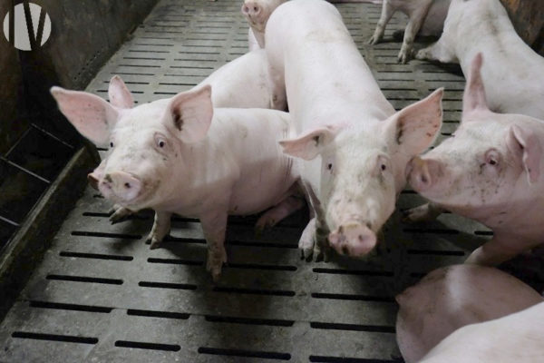 EST ILLE ET VILAINE. Exploitation porcine naisseur-engraisseur et environ 40 hectares à vendre