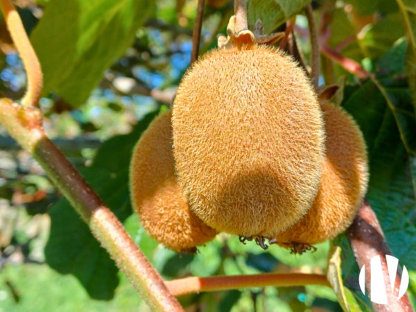 RARE: GRAND OUEST: Exploitation arboricole spécialisée dans le KIWI