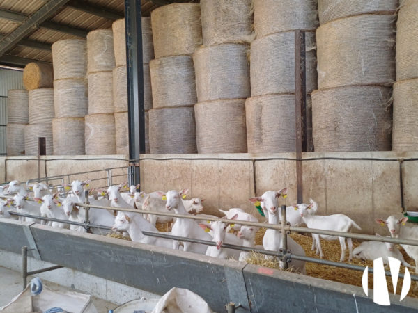 Loire-Atlantique, belle exploitation caprine performante et rentable sur 70 hectares