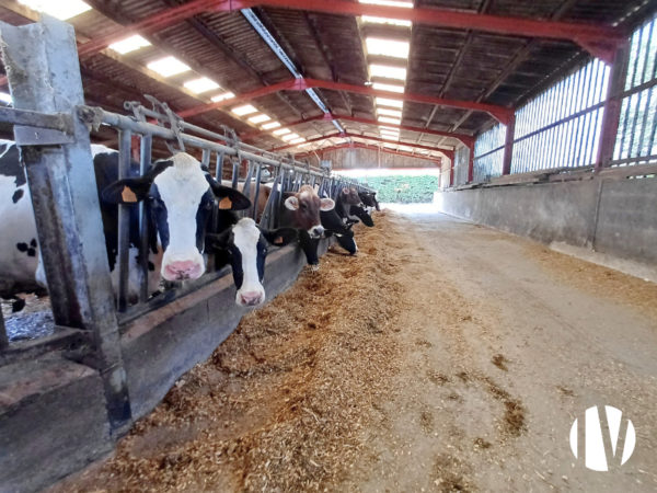 Loire-Atlantique : exploitation polyculture-élevage sur 168 ha