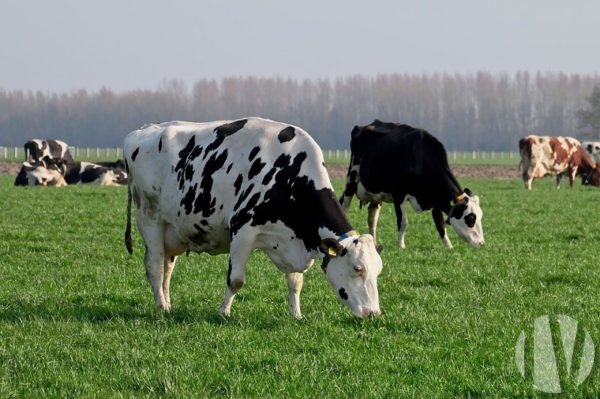 VENDEE. Mixed crop and dairy farm covering 230 hectares