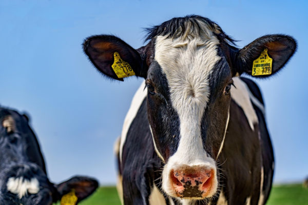 VENDEE. Exploitation polyculture et laitière sur 230 hectares groupés
