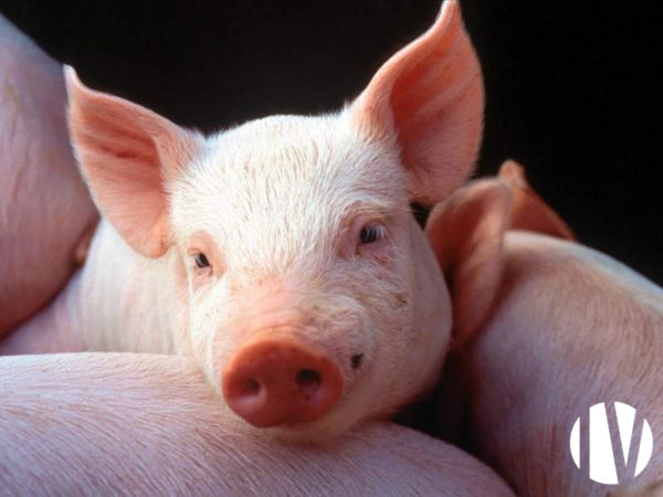 Finistère, Exploitation porcine 100 truies naisseur engraisseur sur 60 ha