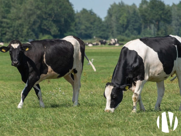 Pays de la Loire, belle exploitation laitière en agriculture biologique de 117 hectares