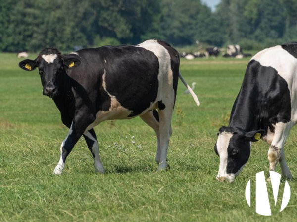 Pays de la Loire, belle exploitation laitière en agriculture biologique de 117 hectares