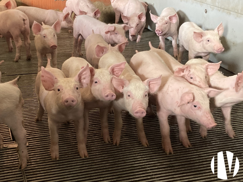 Loire-Atlantique: Post-weaning pig farm/ high performance fattening farm